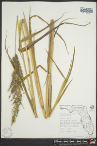 Echinochloa walteri image