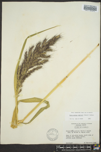 Echinochloa walteri image