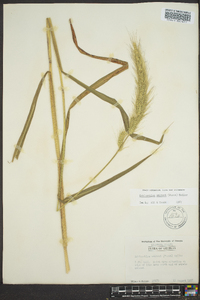 Echinochloa walteri image