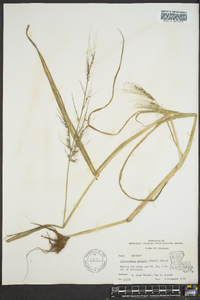 Echinochloa walteri image