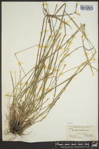 Oryzopsis asperifolia image