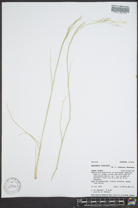 Oryzopsis contracta image