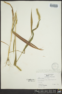 Setaria corrugata image