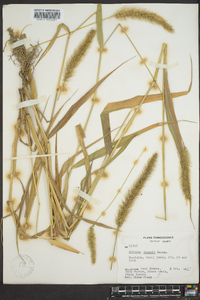 Setaria corrugata image