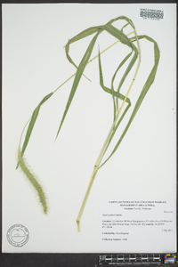 Setaria corrugata image