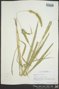 Setaria faberi image