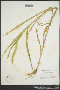 Setaria faberi image