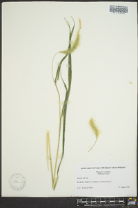 Setaria faberi image