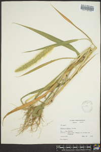 Setaria faberi image