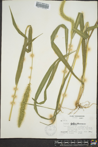 Setaria faberi image