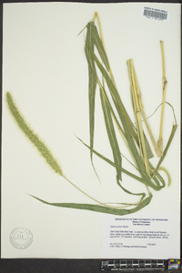 Setaria faberi image