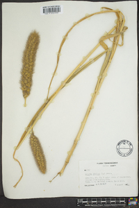 Setaria italica image