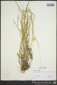 Pennisetum glaucum image