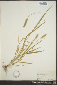 Pennisetum glaucum image