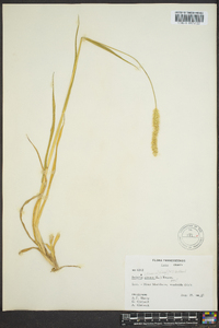 Pennisetum glaucum image