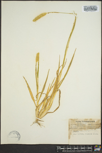 Pennisetum glaucum image