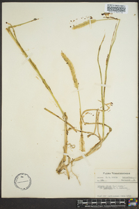 Pennisetum glaucum image