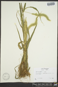 Setaria viridis var. major image