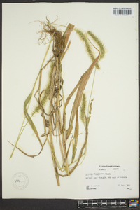 Setaria viridis var. major image