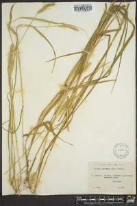 Setaria corrugata image