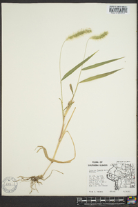 Setaria faberi image