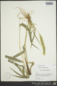 Setaria faberi image