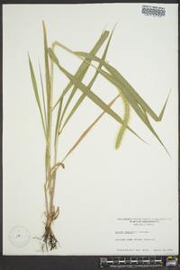 Setaria faberi image