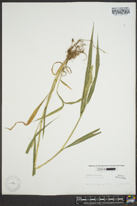 Setaria faberi image