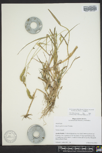 Pennisetum glaucum image