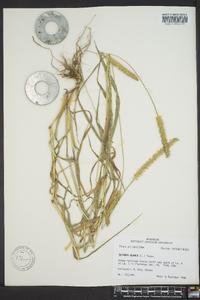 Pennisetum glaucum image