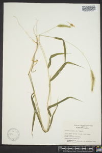 Pennisetum glaucum image