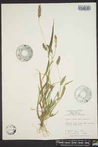 Pennisetum glaucum image