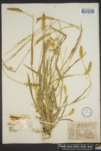 Pennisetum glaucum image