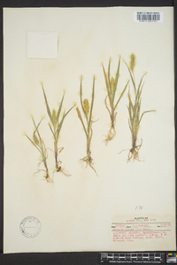 Pennisetum glaucum image