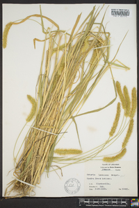 Pennisetum glaucum image