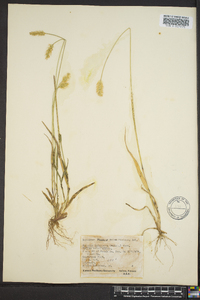 Pennisetum glaucum image