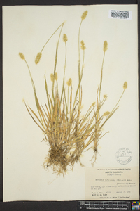 Pennisetum glaucum image