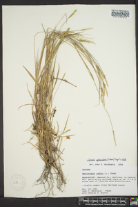 Setaria reverchonii image