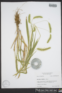 Setaria reverchonii image