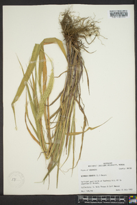 Setaria reverchonii image