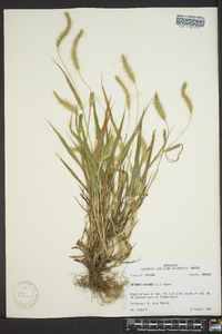 Setaria reverchonii image