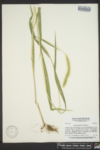 Setaria reverchonii image