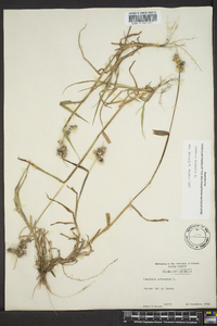 Cenchrus echinatus image