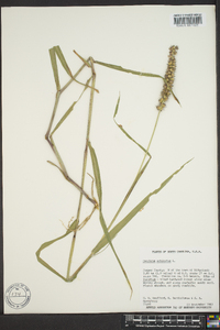 Cenchrus echinatus image