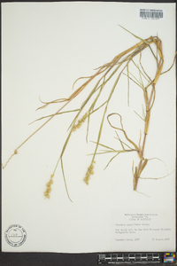 Cenchrus spinifex image