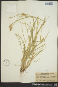 Cenchrus spinifex image