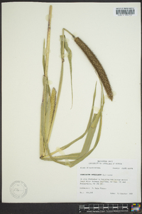 Pennisetum glaucum image