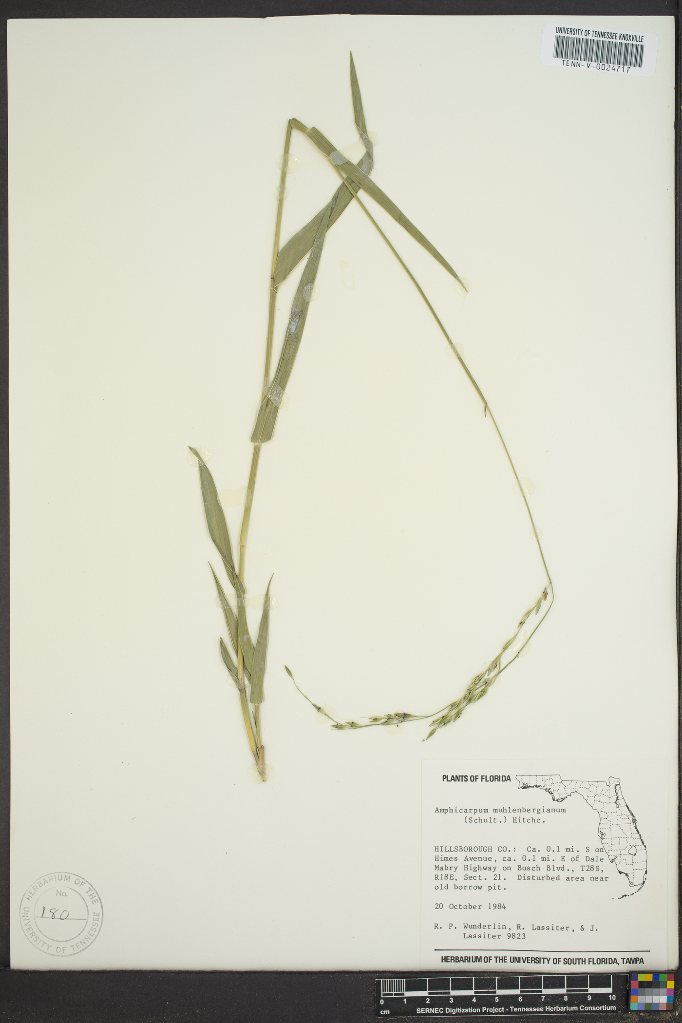 Amphicarpum muhlenbergianum image
