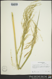 Media resource of Zizania miliacea
