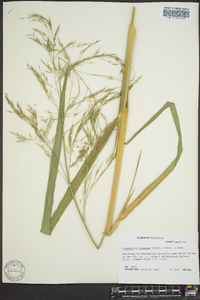 Zizania miliacea image